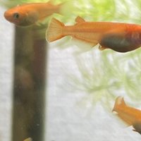 No 5 メダカたちが アクアポニックス 水槽初心者 Note