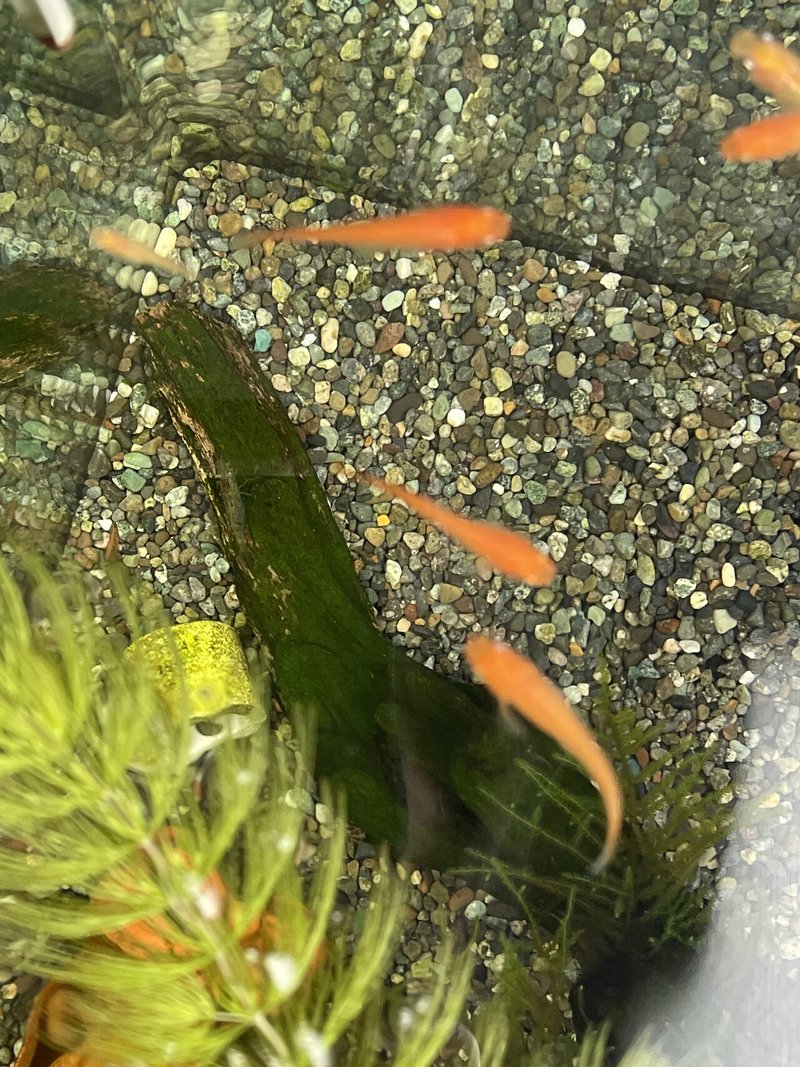 No 101 稚魚合流 メダカの交尾 アクアポニックス 水槽初心者 Note No 101 稚魚合流 メダカの交尾 アクアポニックス 水槽初心者 Note