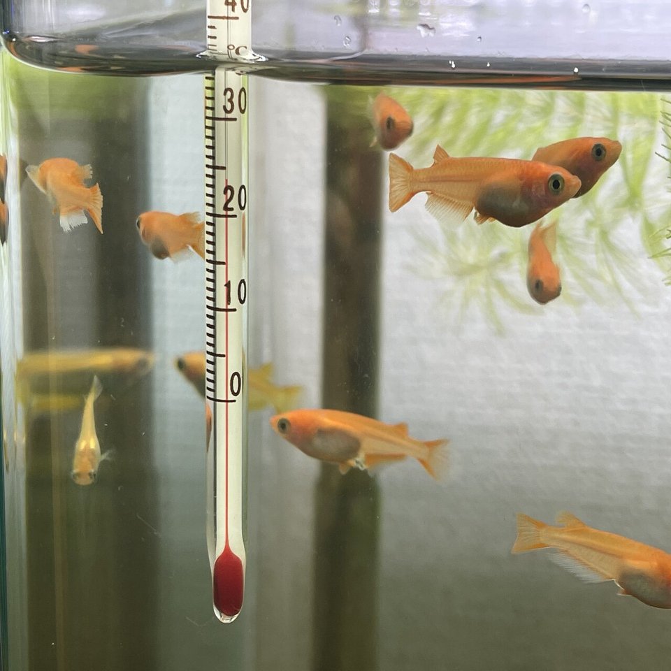 No 101 稚魚合流 メダカの交尾 水槽初心者 Note
