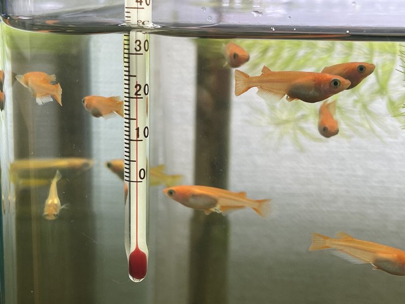 No 101 稚魚合流 メダカの交尾 アクアポニックス 水槽初心者 Note