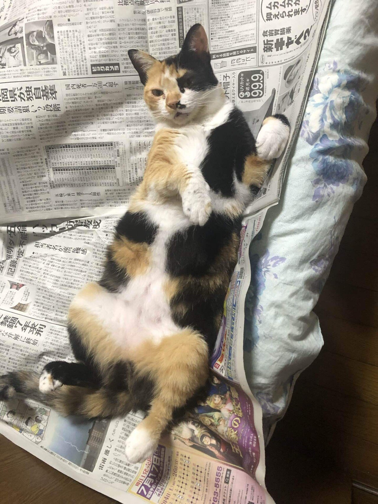 猫の可愛い写真を撮ろうとしたらとんでもない顔されました 猫様とごはん Note