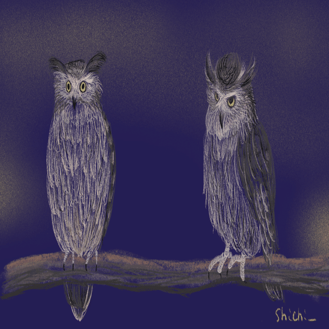 しちのどうぶつえん：しまふくろう｜しち | 2026カレンダー配布中