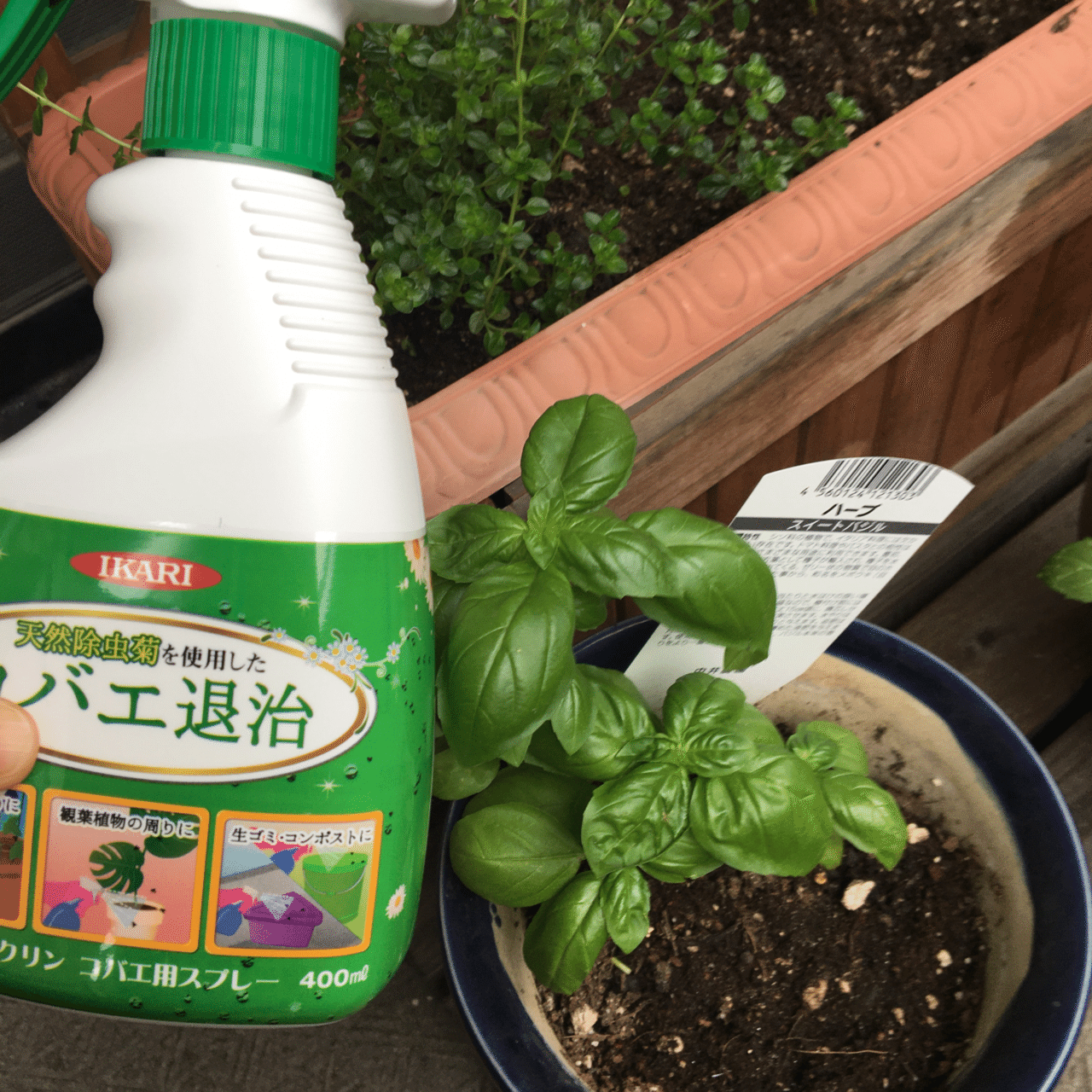 私のハーブ ちゃん の 土から湧いてくるコバエ 退治すべく購入 ホンマは あんまこうゆうの使いたくないけど ね けど 一番効果ありそうやし Ruby Note 私のハーブ ちゃん の 土から湧いてくるコバエ 退治すべく購入 ホンマは あんまこうゆうの使いたくないけど ね けど 一番効果ありそうやし Ruby Note