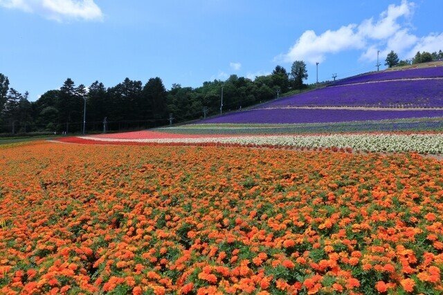 草花　乙イメージ