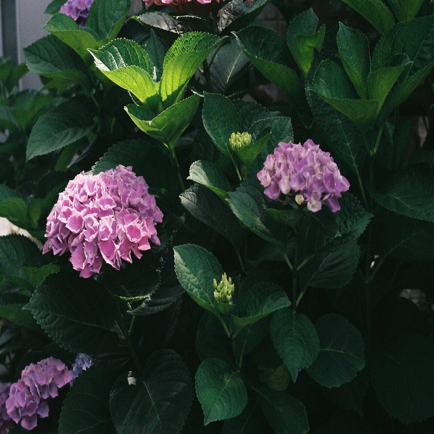 Canon L2 みわ Note