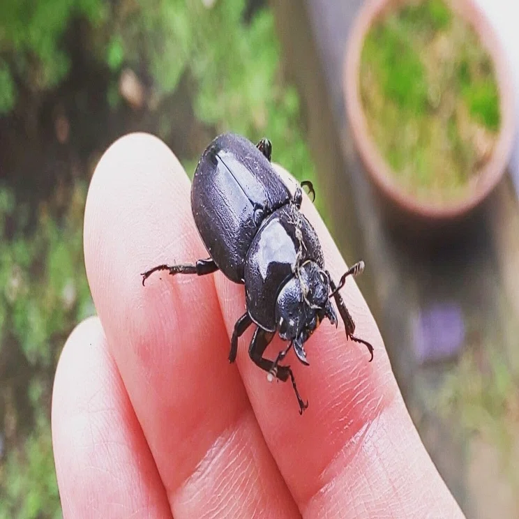 クワガタが、わたしのせいで死ぬのが怖かった｜なつのしん