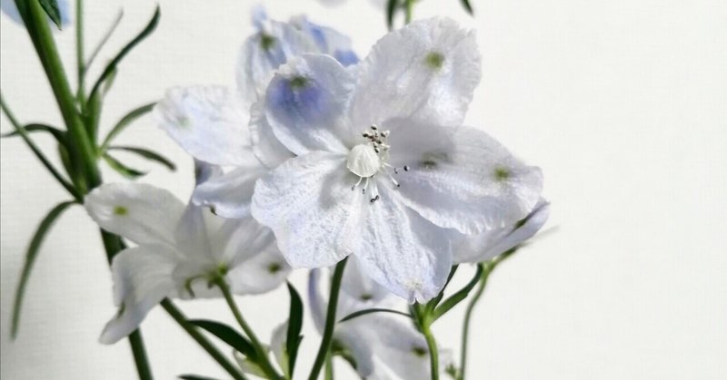 デルフィニウム の新着タグ記事一覧 Note つくる つながる とどける