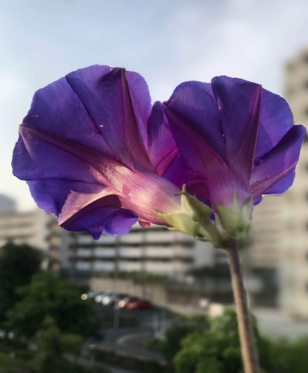 朝顔と青空 洋介 Note 朝顔と青空 洋介 Note
