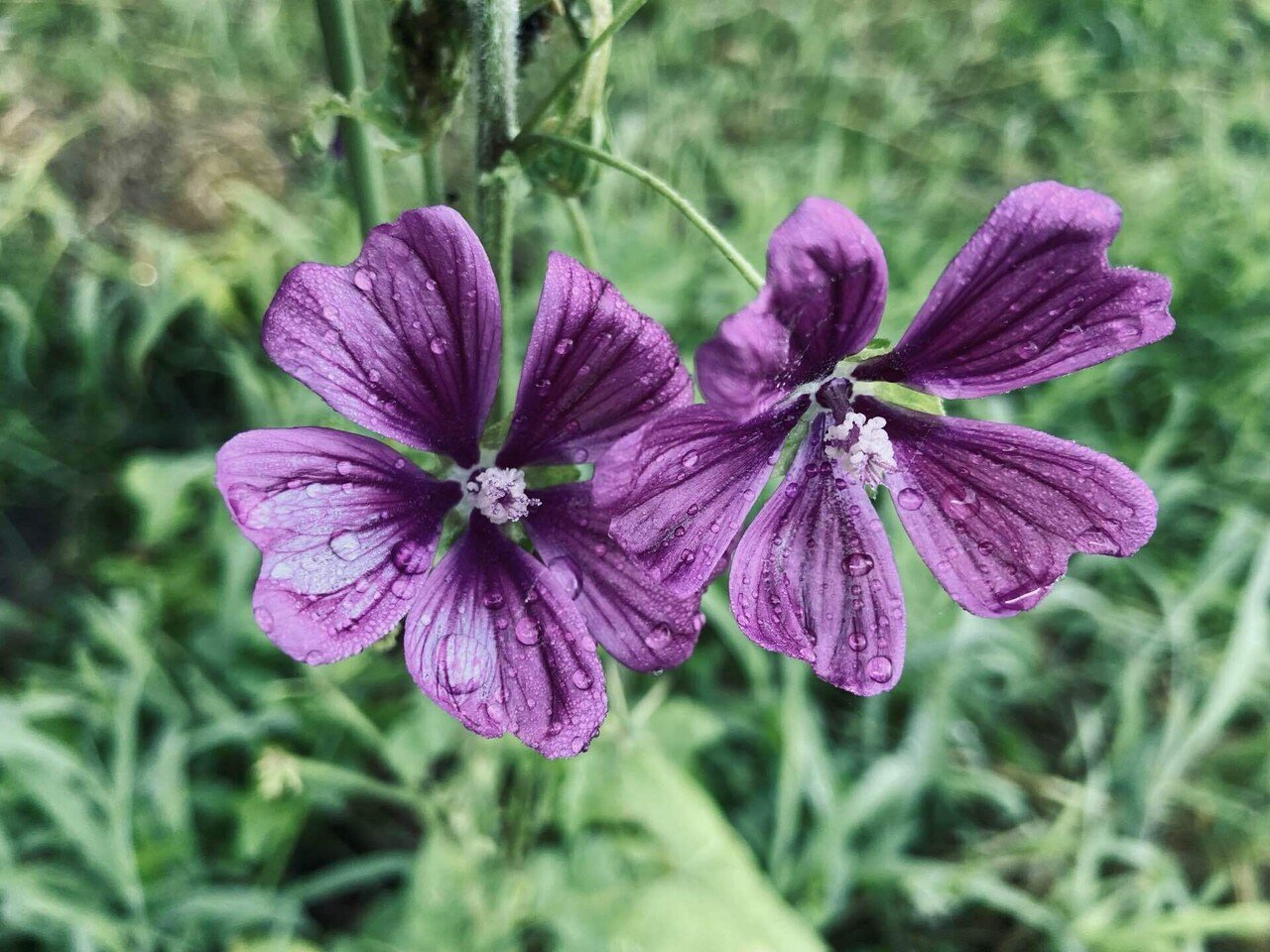 7月17日 28 ー22 梅雨は明けたけど 雨の一日 そん中先月植えたコモンマロウに花が咲きしました 美しい コモンマロウ Note Com Koikedaeu N Nb0 ころのにわ 自然菜園 Note