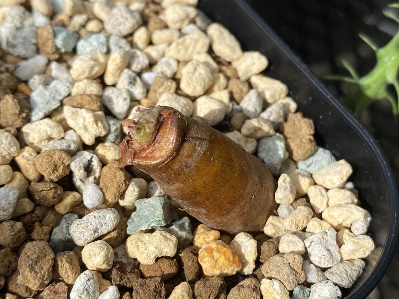 オペルクリカリア パキプス根ざしの記録 ゆるぱき Note