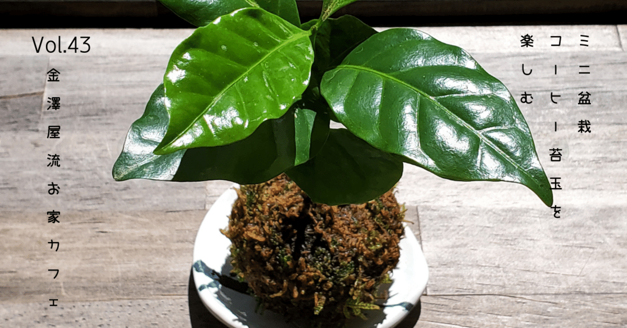 ミニ盆栽コーヒー苔玉を楽しむ 金澤屋流お家カフェvol 43 お松 金澤屋珈琲店 Note ミニ盆栽コーヒー苔玉を楽しむ 金澤屋流お家カフェvol 43 お松 金澤屋珈琲店 Note