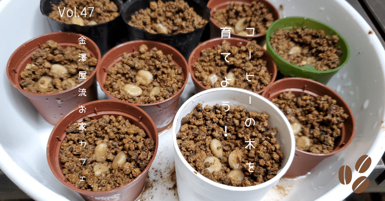 コーヒーの木を育てよう！｜金澤屋流お家カフェVol.47｜お松/金澤屋珈琲店