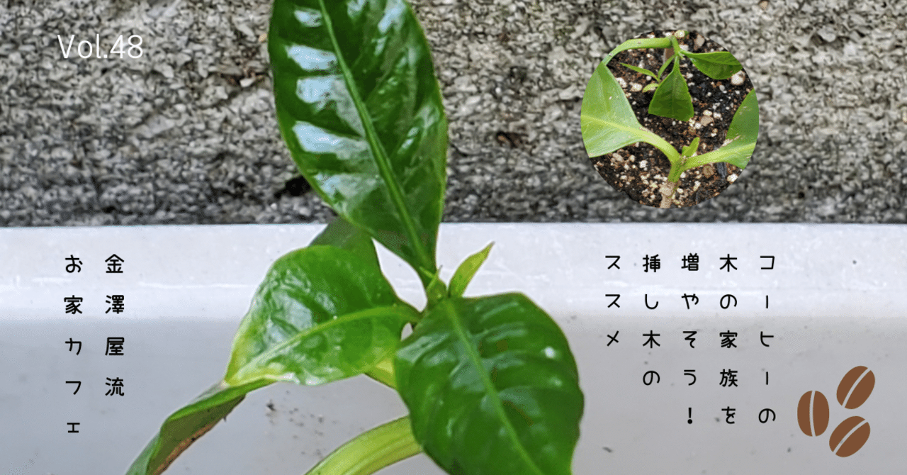 コーヒーの木の家族を増やそう！クローン大作戦！挿し木のススメ｜金澤