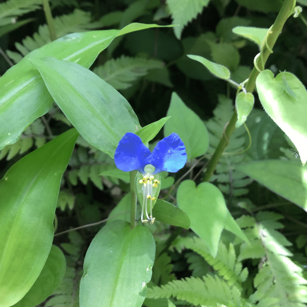 野草 野に咲く草花達 ツユクサ 露草 とつ先生 Note