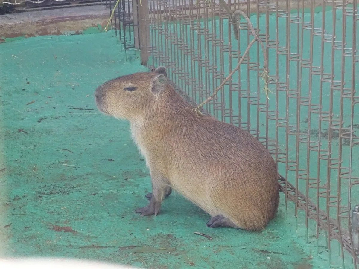画像17