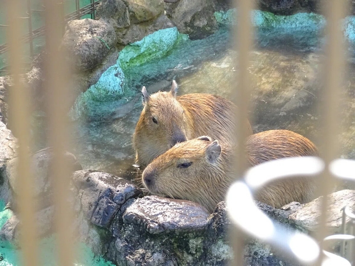画像19
