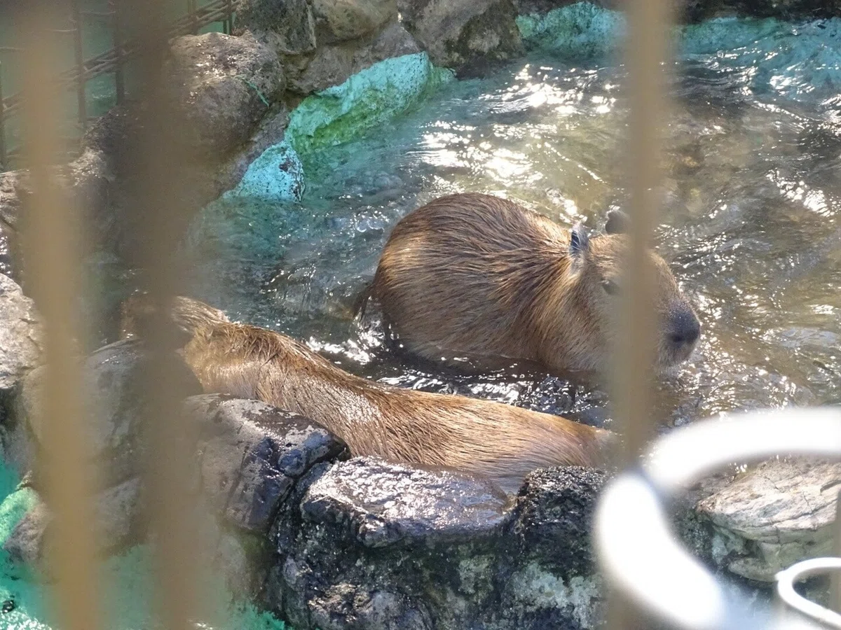 画像20