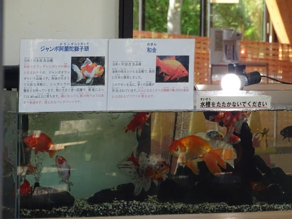 画像33