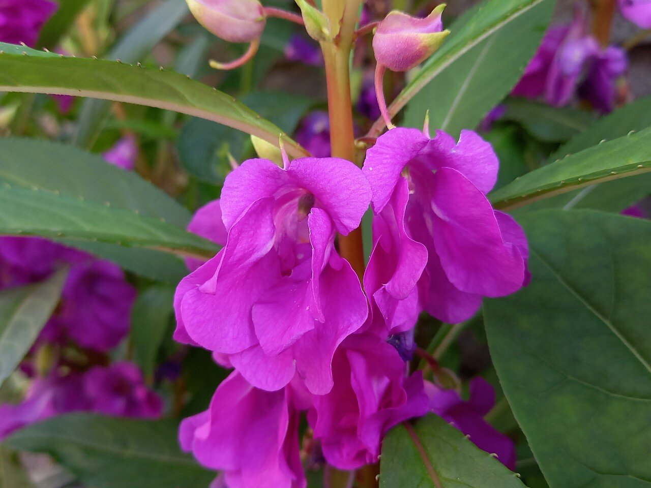 散策中に遭遇した紫系の花たち 柘榴 Note
