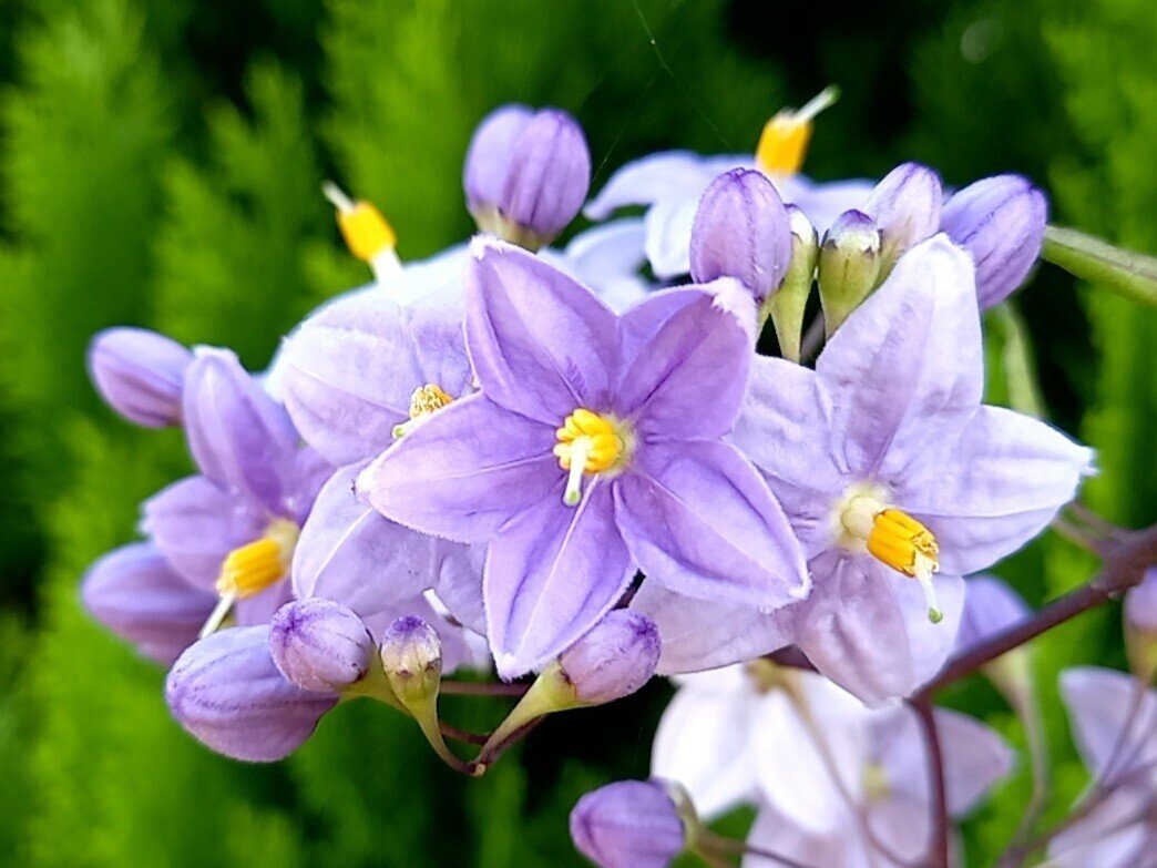 散策中に遭遇した紫系の花たち 柘榴 Note