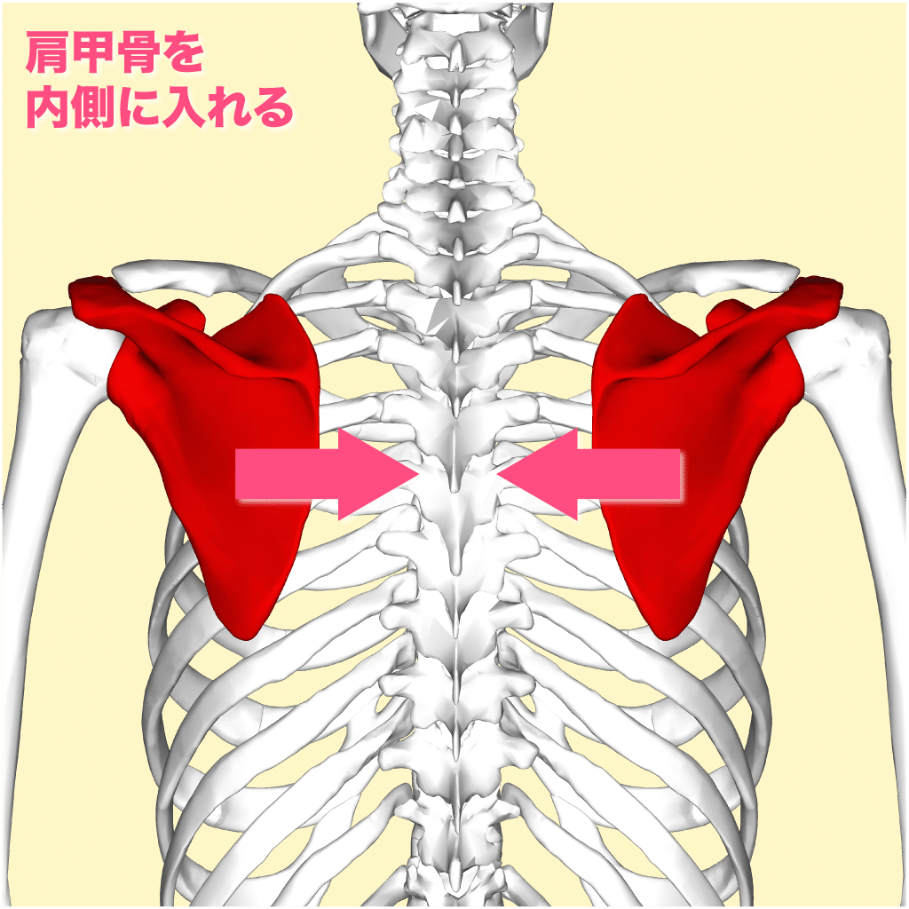 「肩甲骨を内側に入れる=胸を張る」感じ。