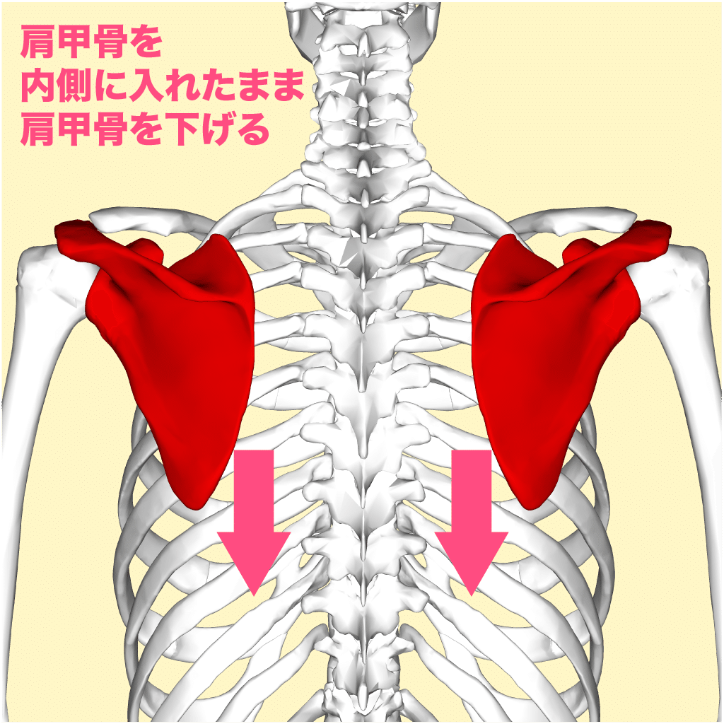 肩甲骨を内側に入れたまま肩甲骨を下げる。肩を落とす感じです。