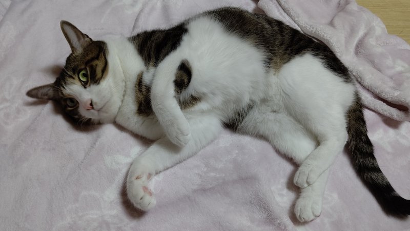 化け猫 の新着タグ記事一覧 Note つくる つながる とどける 化け猫 の新着タグ記事一覧 Note つくる つながる とどける