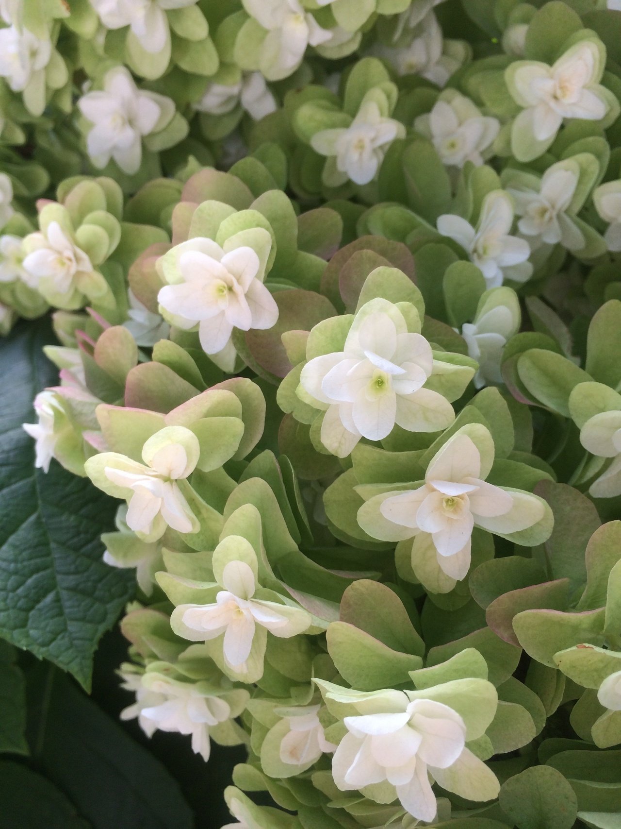 不思議な花 Miwatchi Note