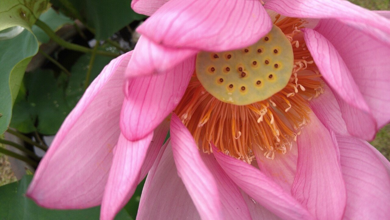 万葉週話 no.5 ちょっぴり おどけた？！ 万葉集の蓮の歌｜まつしたゆうり