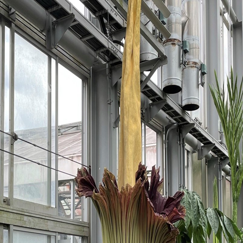 世界一大きく臭い儚い生命の花が咲いた 食彩アドコム 食こそ温故知新 Note