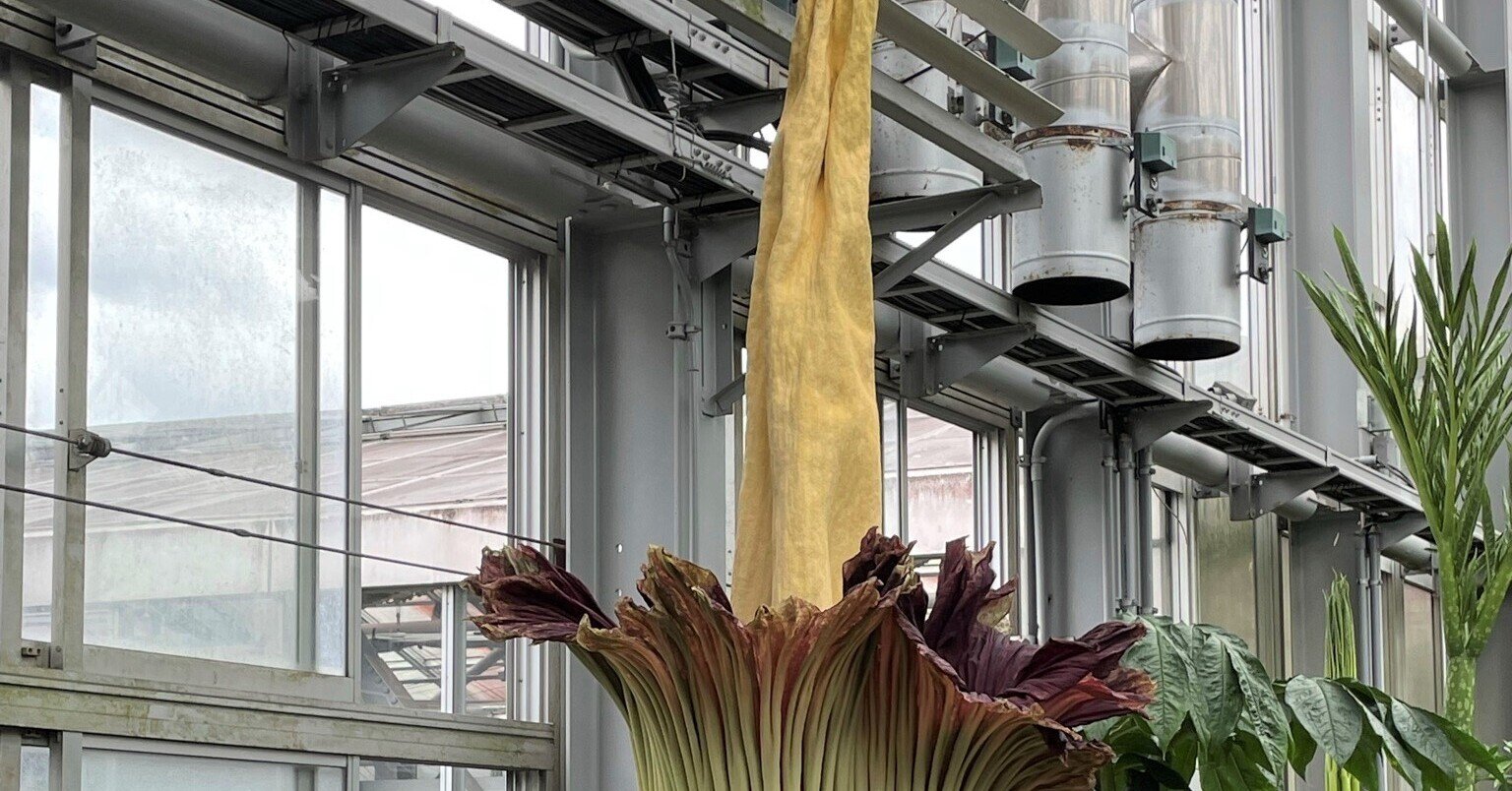 世界一大きく臭い儚い生命の花が咲いた 食彩アドコム 食こそ温故知新 Note 世界一大きく臭い儚い生命の花が咲いた 食彩アドコム 食こそ温故知新 Note