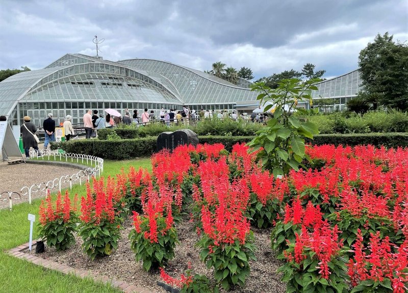 世界一大きく臭い儚い生命の花が咲いた 食彩アドコム 食こそ温故知新 Note