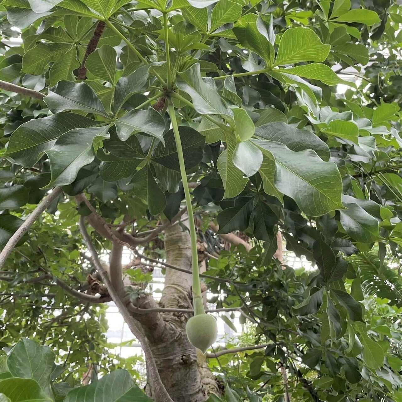 世界一大きく臭い儚い生命の花が咲いた 食彩アドコム 食こそ温故知新 Note 世界一大きく臭い儚い生命の花が咲いた 食彩アドコム 食こそ温故知新 Note