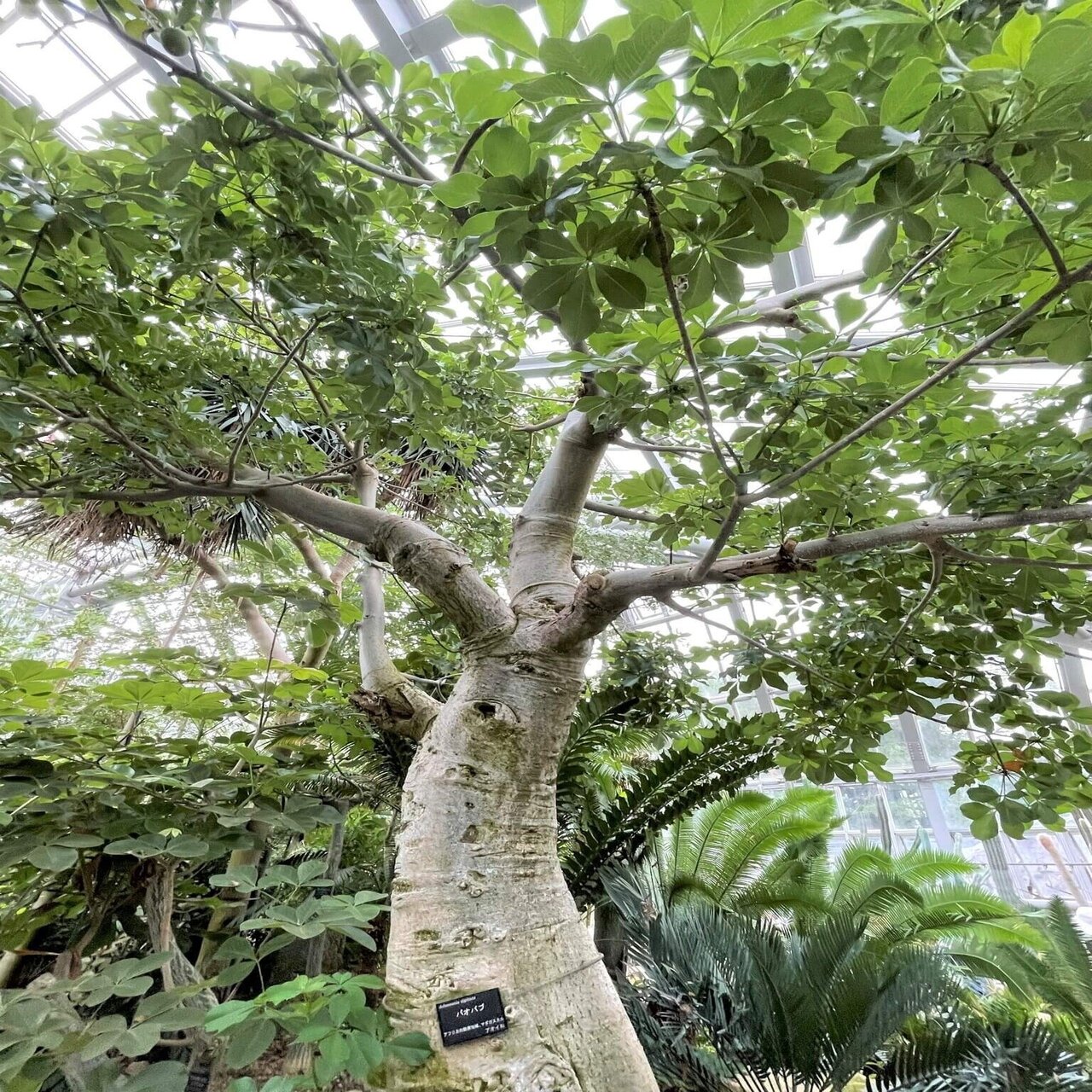 世界一大きく臭い儚い生命の花が咲いた 食彩アドコム 食こそ温故知新 Note