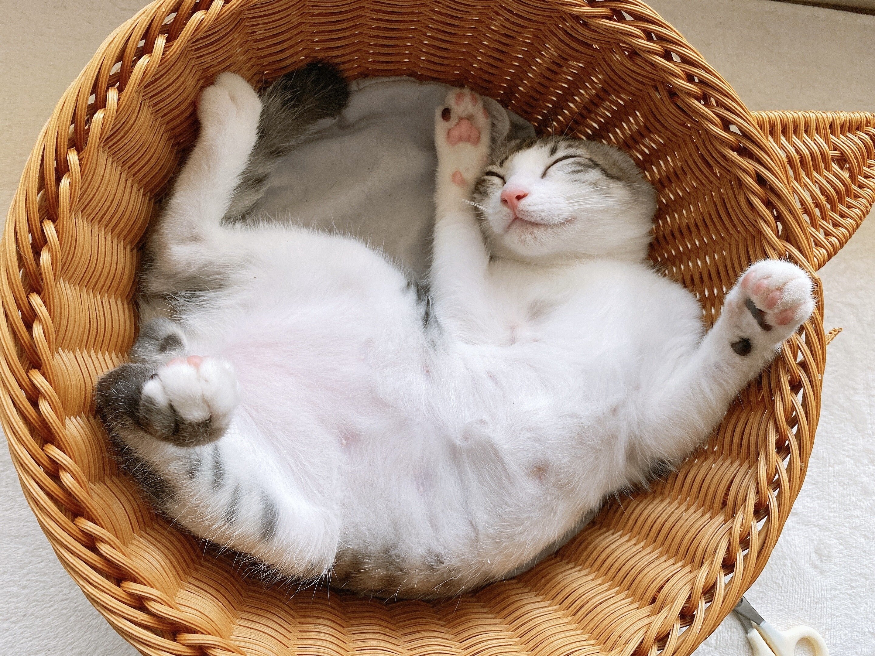 サバ白 の新着タグ記事一覧 Note つくる つながる とどける