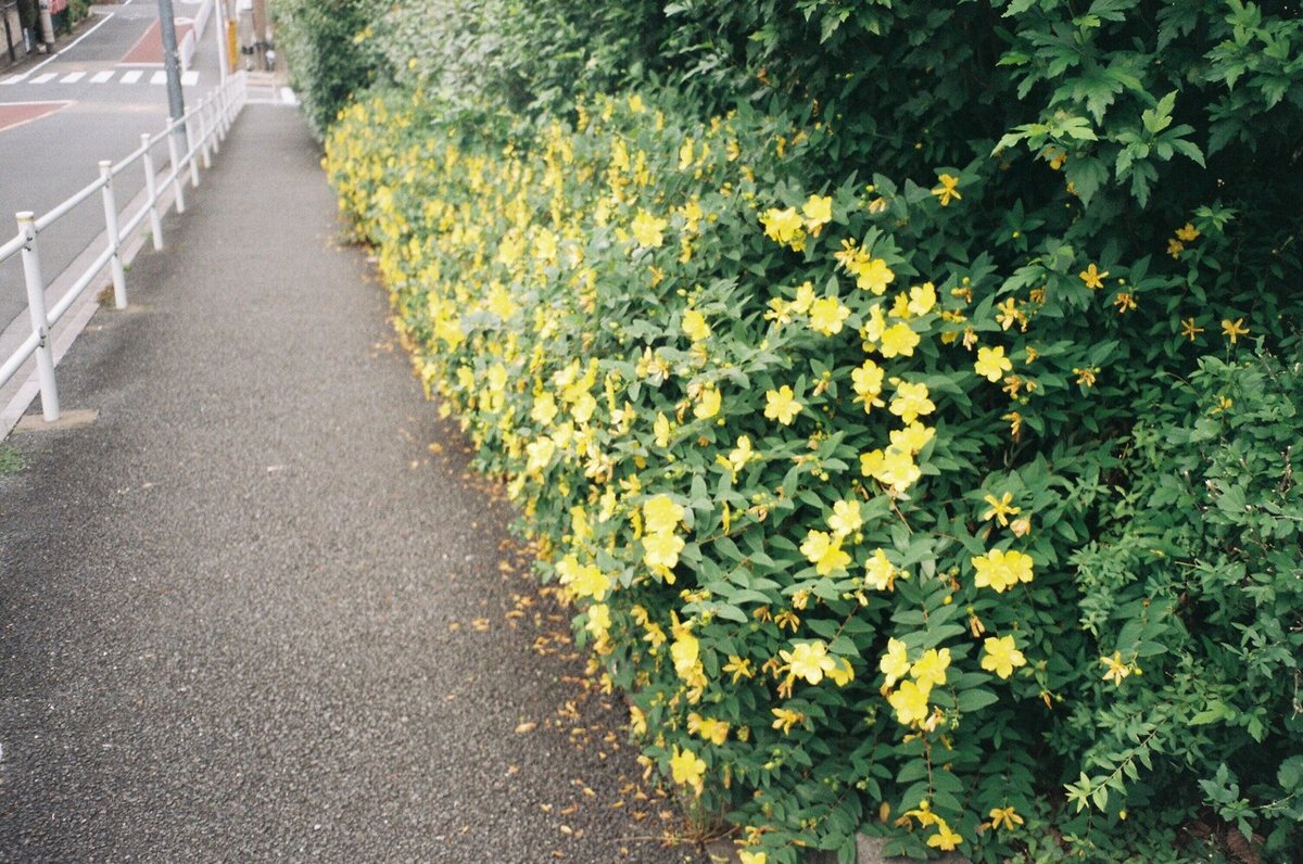 沿道に咲く黄色いお花たちのフィルム写真。