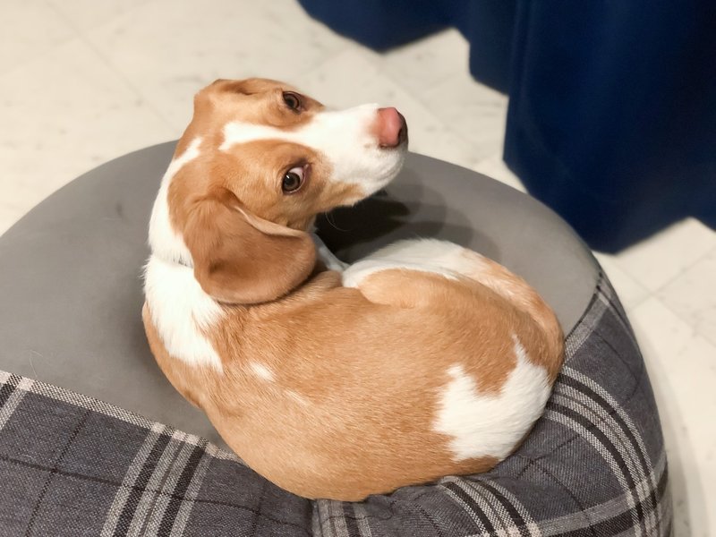 書くことが浮かばないので犬の話を 古賀史健 Note 書くことが浮かばないので犬の話を 古賀史健 Note