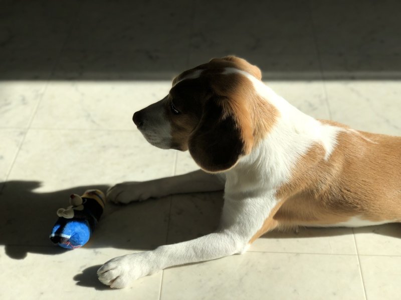 書くことが浮かばないので犬の話を 古賀史健 Note 書くことが浮かばないので犬の話を 古賀史健 Note