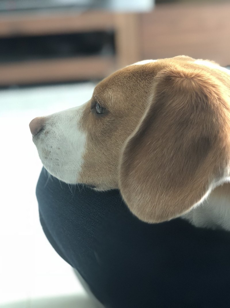 1000以上 しゃべる 犬 博多 弁 1000以上 しゃべる 犬 博多 弁