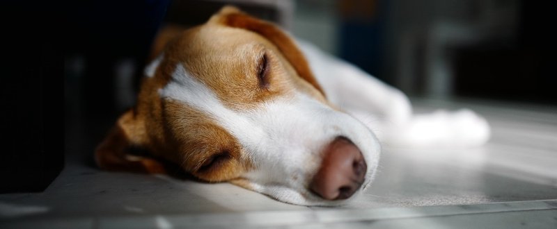 書くことが浮かばないので犬の話を 古賀史健 Note