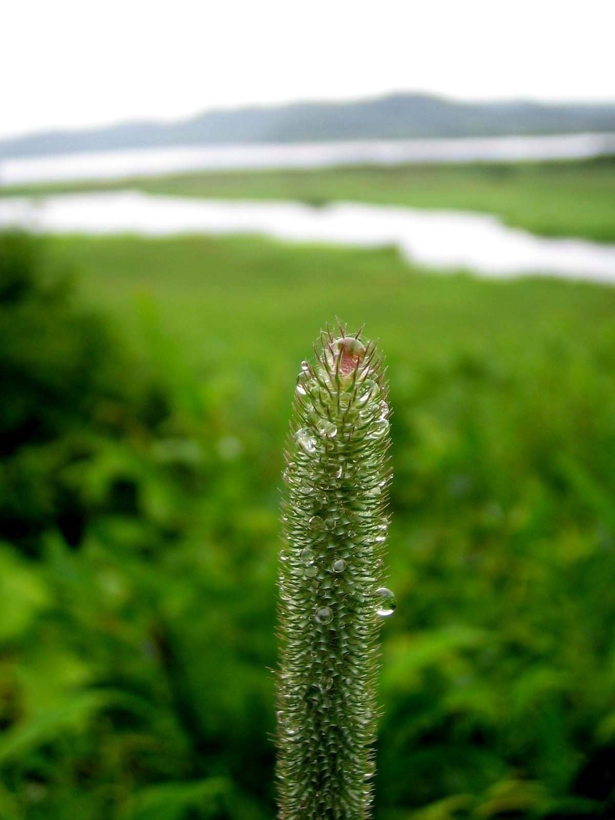 釧路湿原｜pontoon