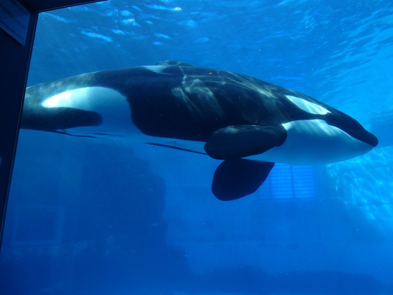 平日休み１日じゅう水族館で過ごすーおでかけがしたい ー 宇佐江みつこ Note