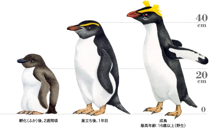 第1676回 ペンギンを知る ⑵｜翆野 大地