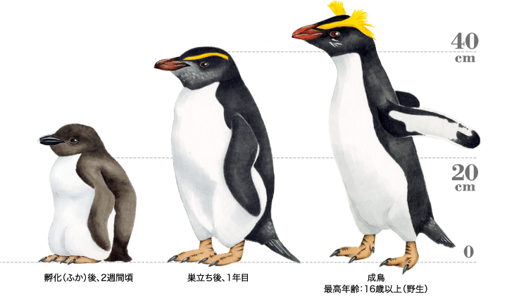 ペンギン 第1676回 ペンギンを知る ⑵｜翆野 大地