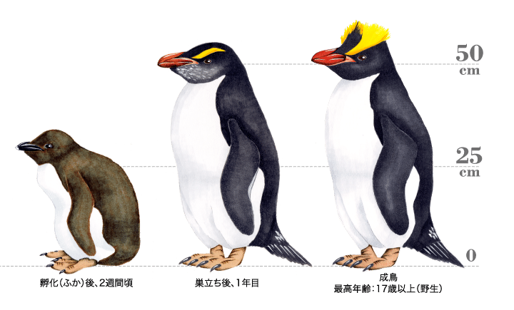 第1676回 ペンギンを知る ⑵｜翆野 大地