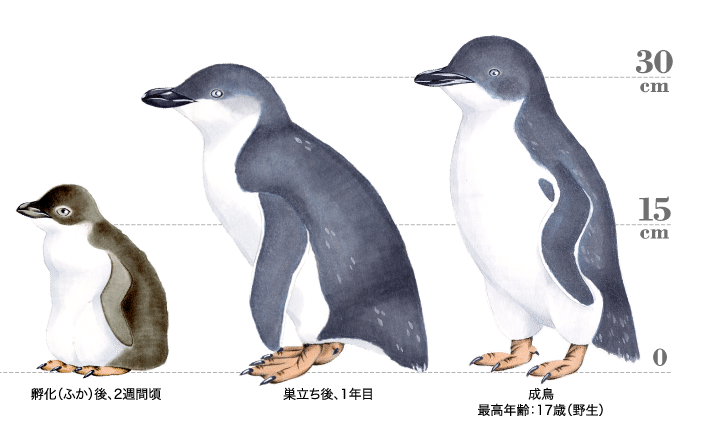 第1676回 ペンギンを知る ⑵｜翆野 大地