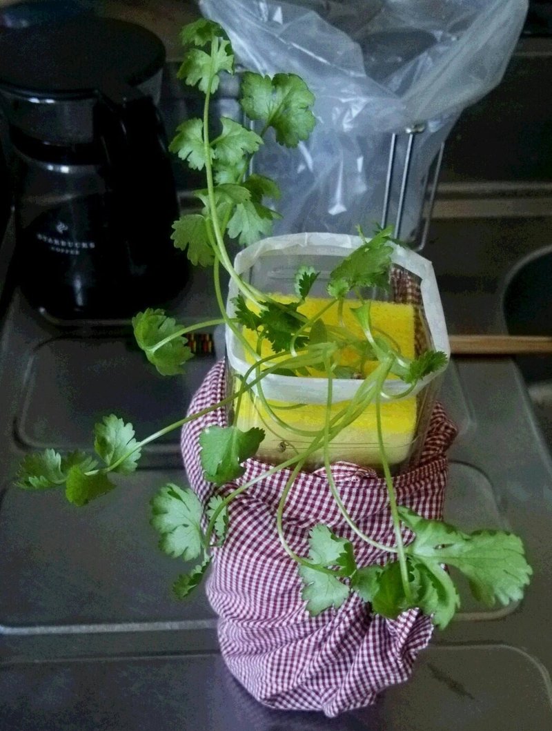 ベランダ ペットボトル菜園 パクチー収穫しました とんぷぅ Note