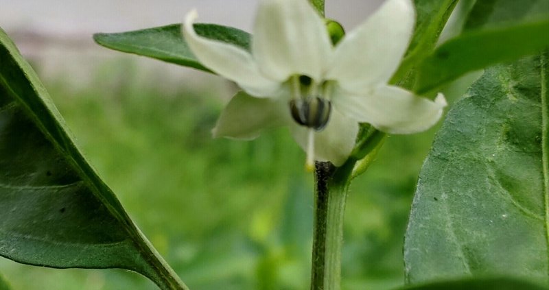 野菜の花 の新着タグ記事一覧 Note つくる つながる とどける