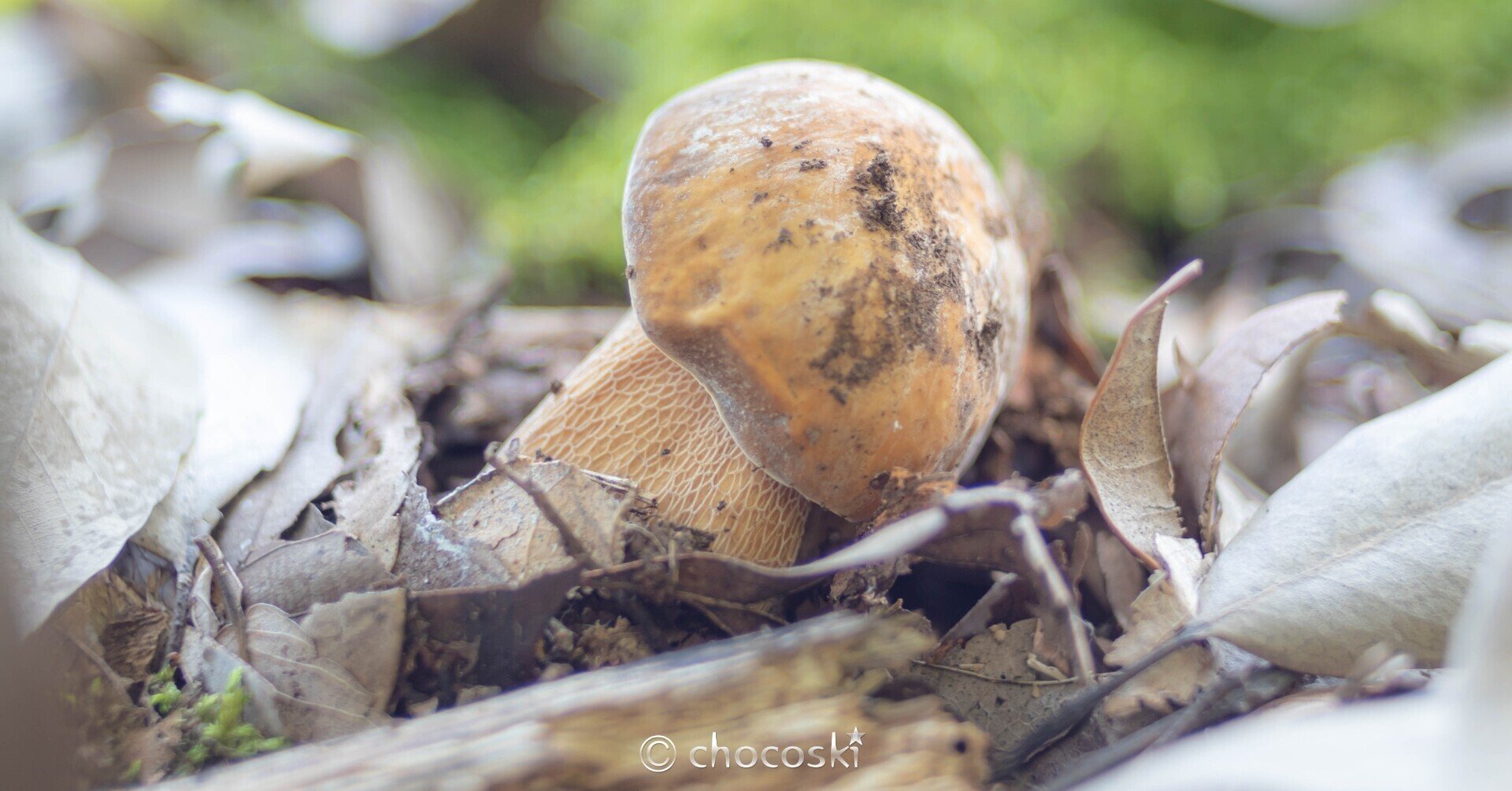 きのこ散歩＊2021/7/17夏きのこ祭り・その1｜ちょこすき～☆きのこ