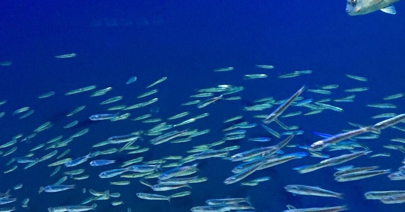 おすすめ本 さかなクンの一魚一会 まいにち夢中な人生 じゅん Note おすすめ本 さかなクンの一魚一会 まいにち夢中な人生 じゅん Note